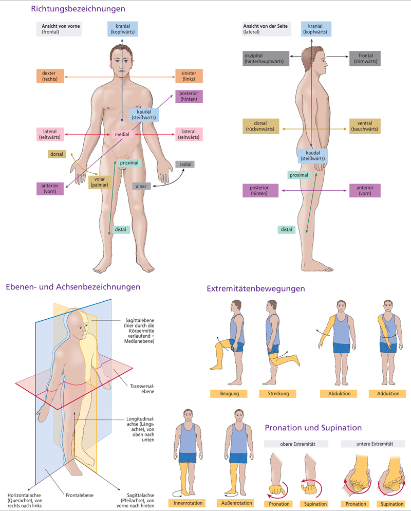 Grundbegriffe der Anatomie Grafik